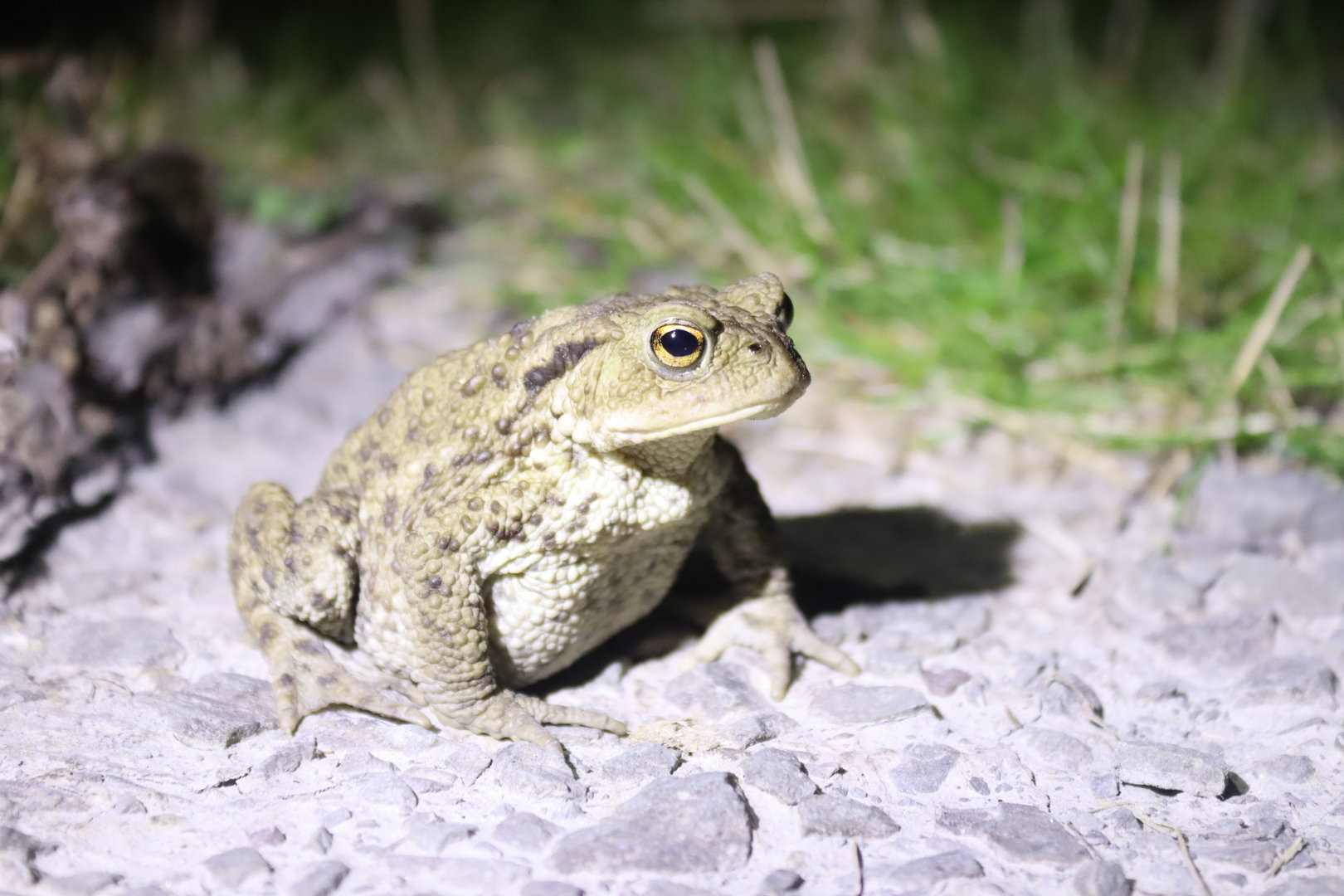 Common Toad