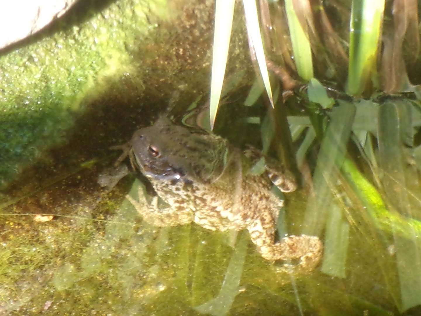 Common toad