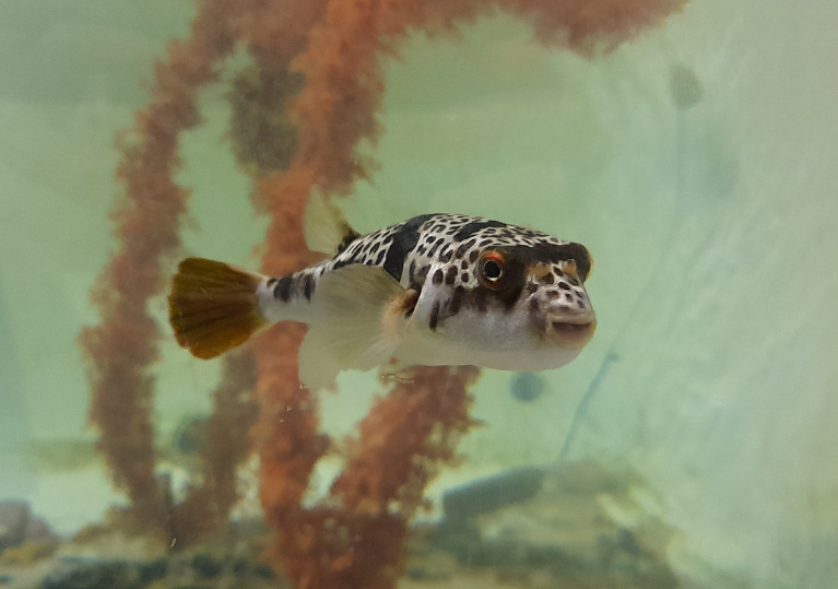 Common Toadfish or Smooth Toadfish? Seen at Seahorse World