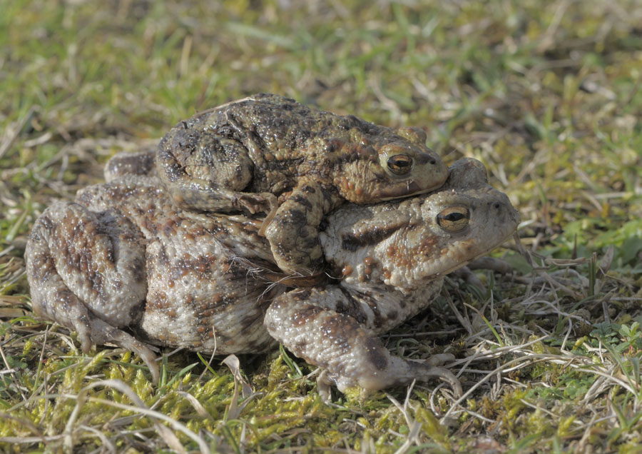 Common toads, heading for the pond