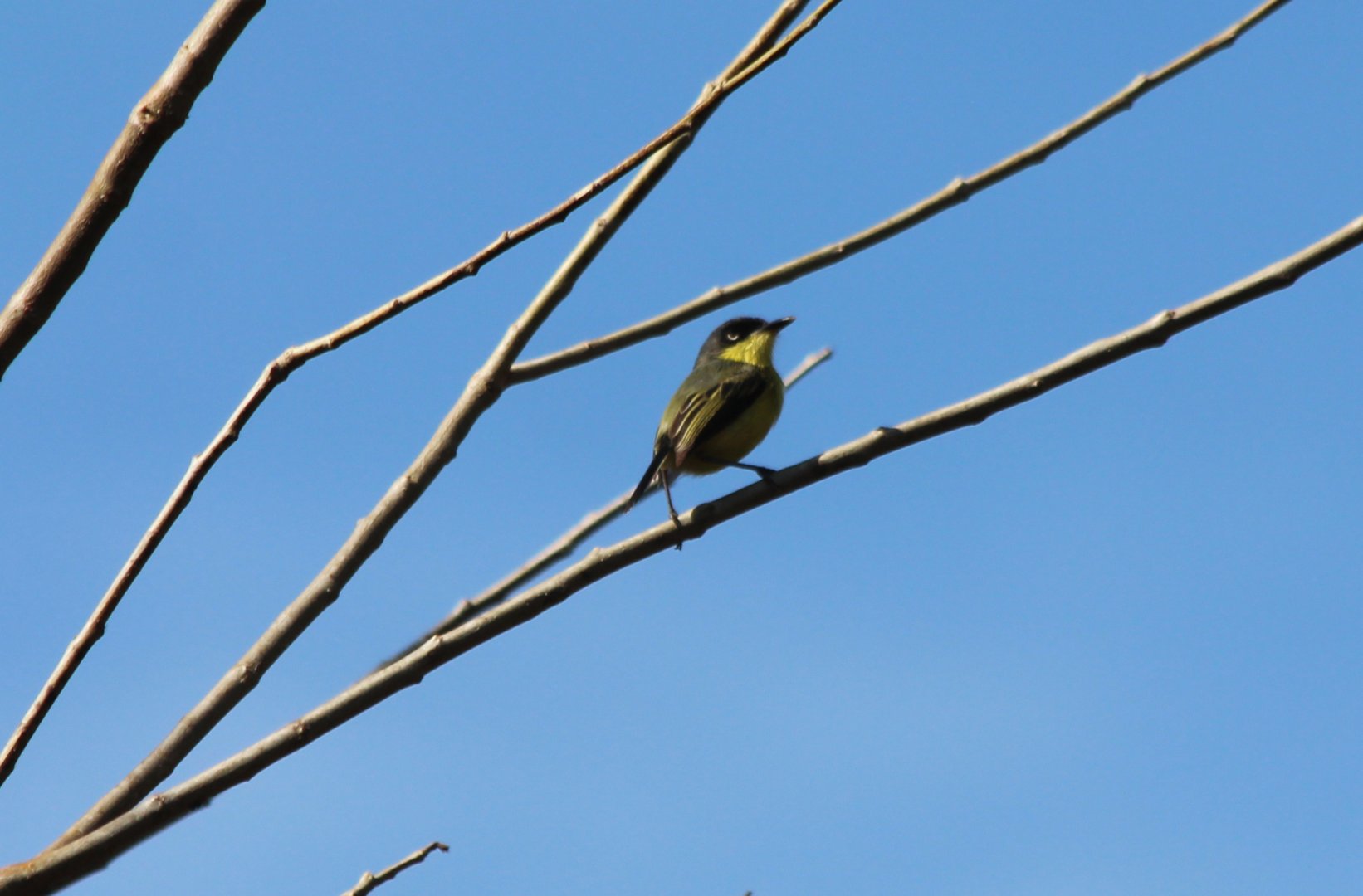Common Tody Flycatcher - Apr 2019