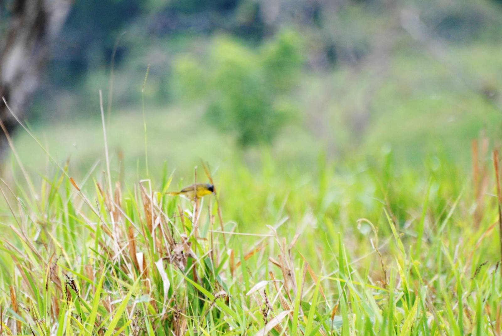 Common Tody-Flycatcher at Arenal, 18/04/14