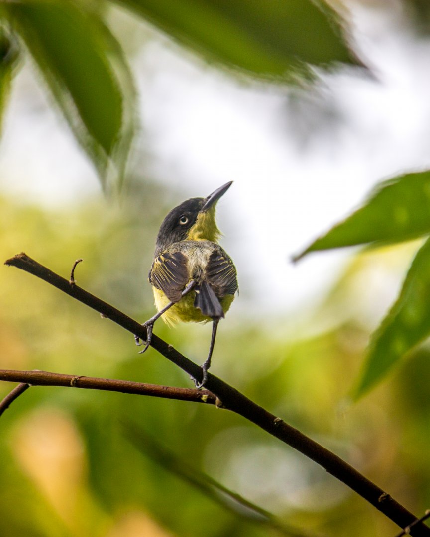 Common tody-flycatcher, Todirostrum cinereum