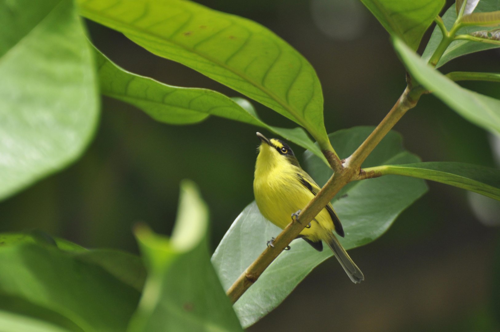 Common Tody-Flycatcher (Todirostrum cinereum)