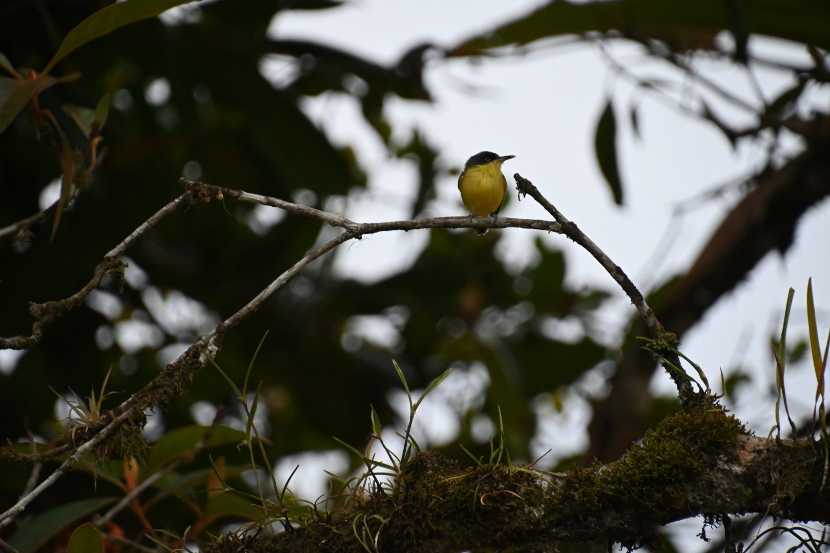 Common Tody-flycatcher (Todirostrum cinereum)