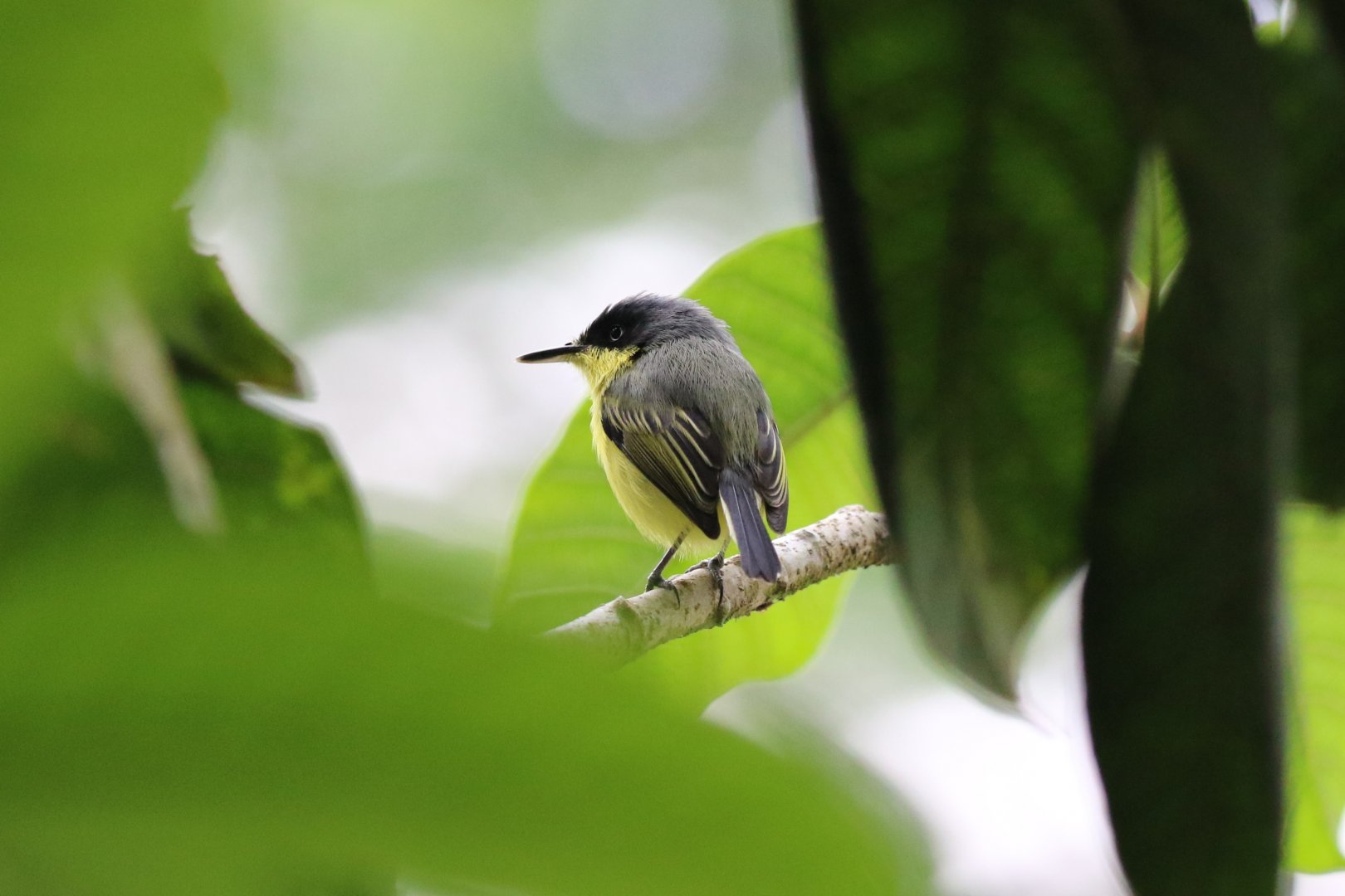 Common Tody-Flycatcher