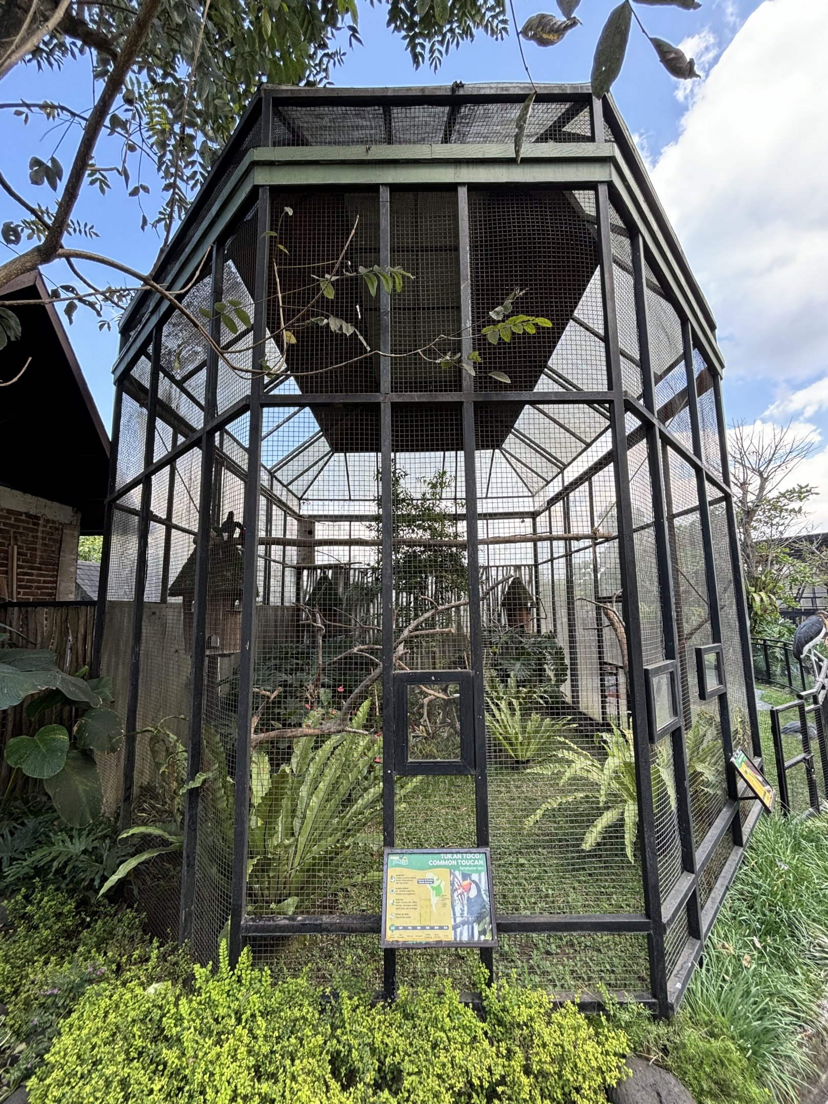 Common Toucan Aviary