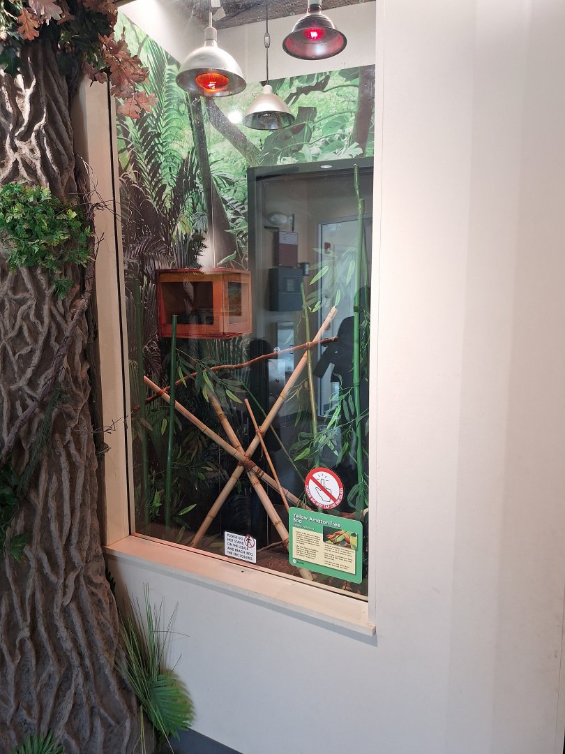 Common Tree Boa (Corallus hortulana) Enclosure