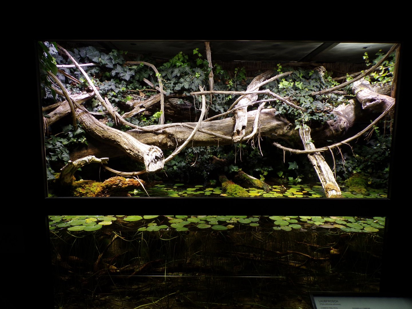 Common tree frog and smooth newt exhibit 9.7.25