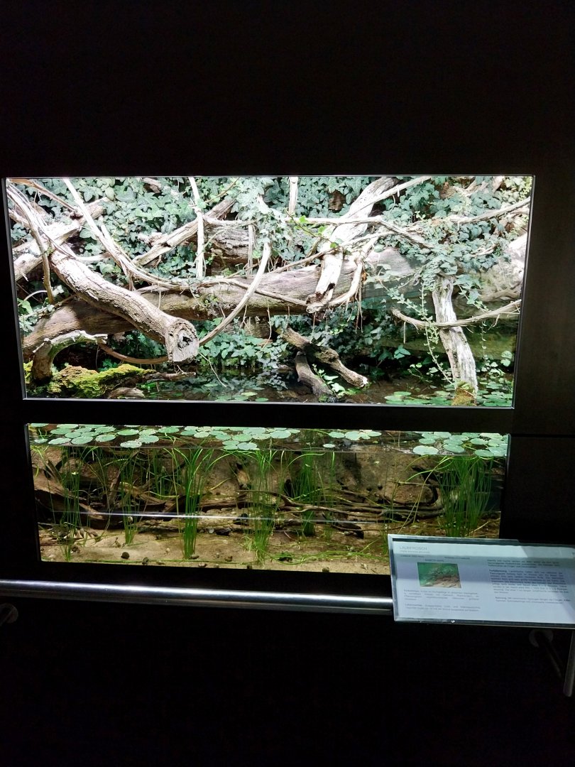 Common tree frog exhibit
