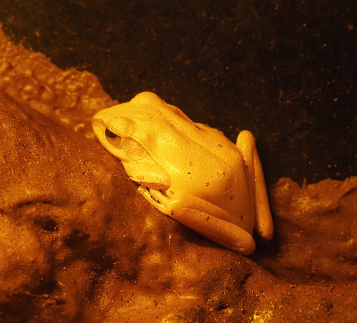 Common tree frog (Polypedates leucomystax), 2024-05-22