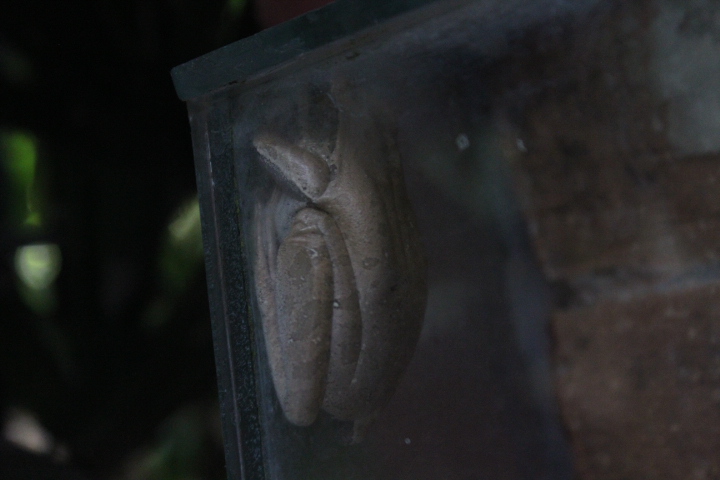 Common tree frog (Polypedates leucomystax)