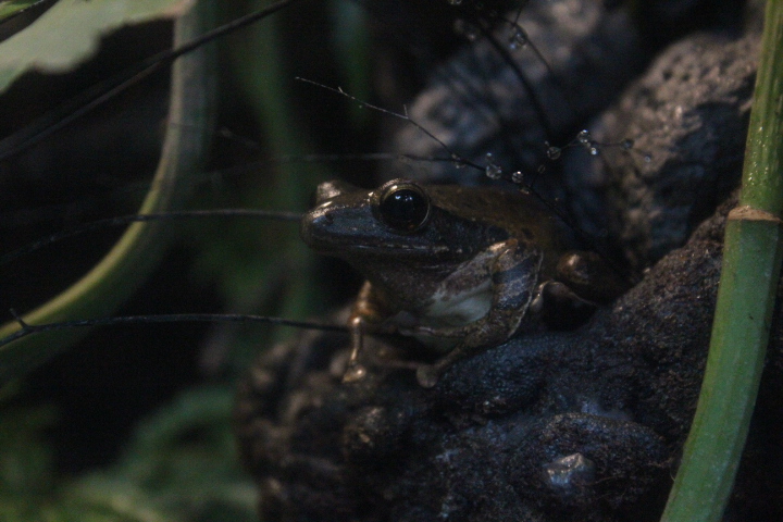 Common tree frog (Polypedates leucomystax)