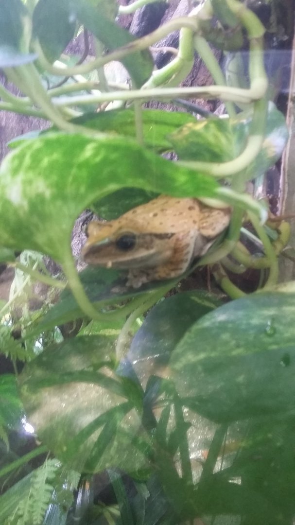 Common tree frog (Polypedates leucomystax)