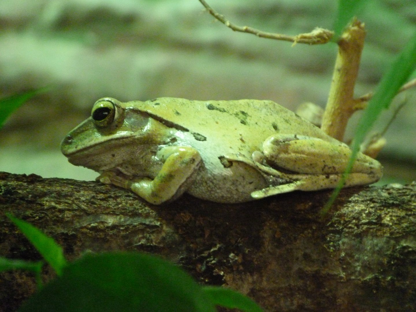 Common tree frog -Zoo Praha (2025)