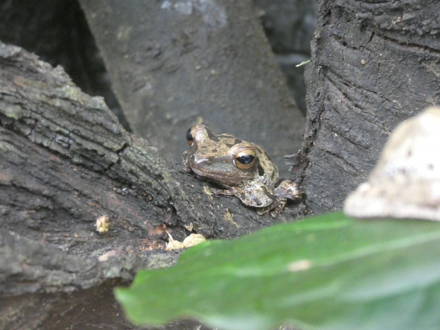 Common tree frog