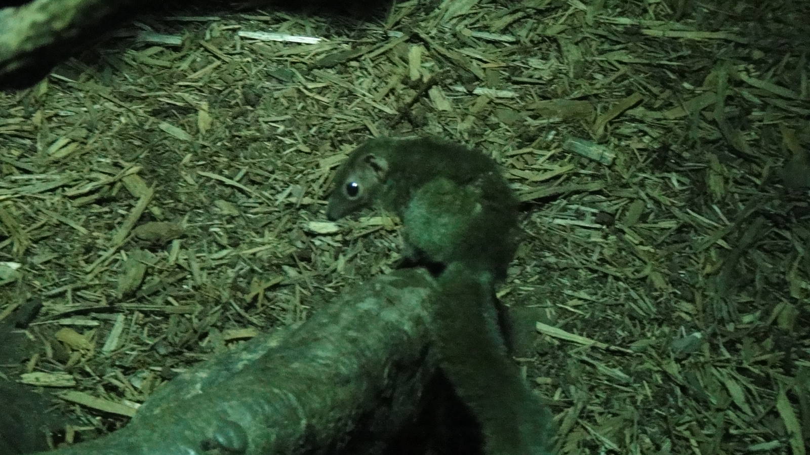 Common tree shrew at Bronx zoo 2014-12-29
