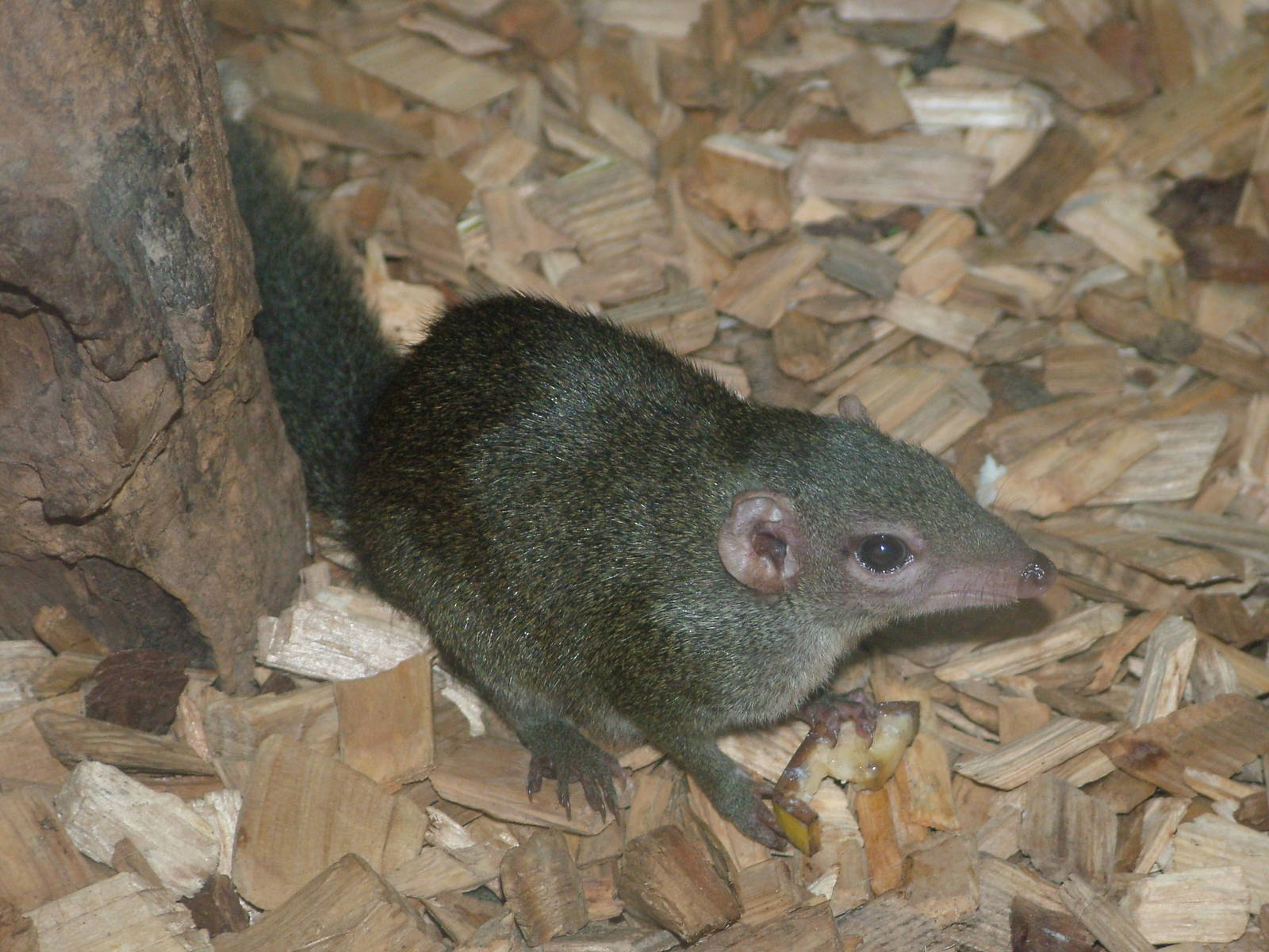 Common Tree Shrew at Tropical World 01/08/09