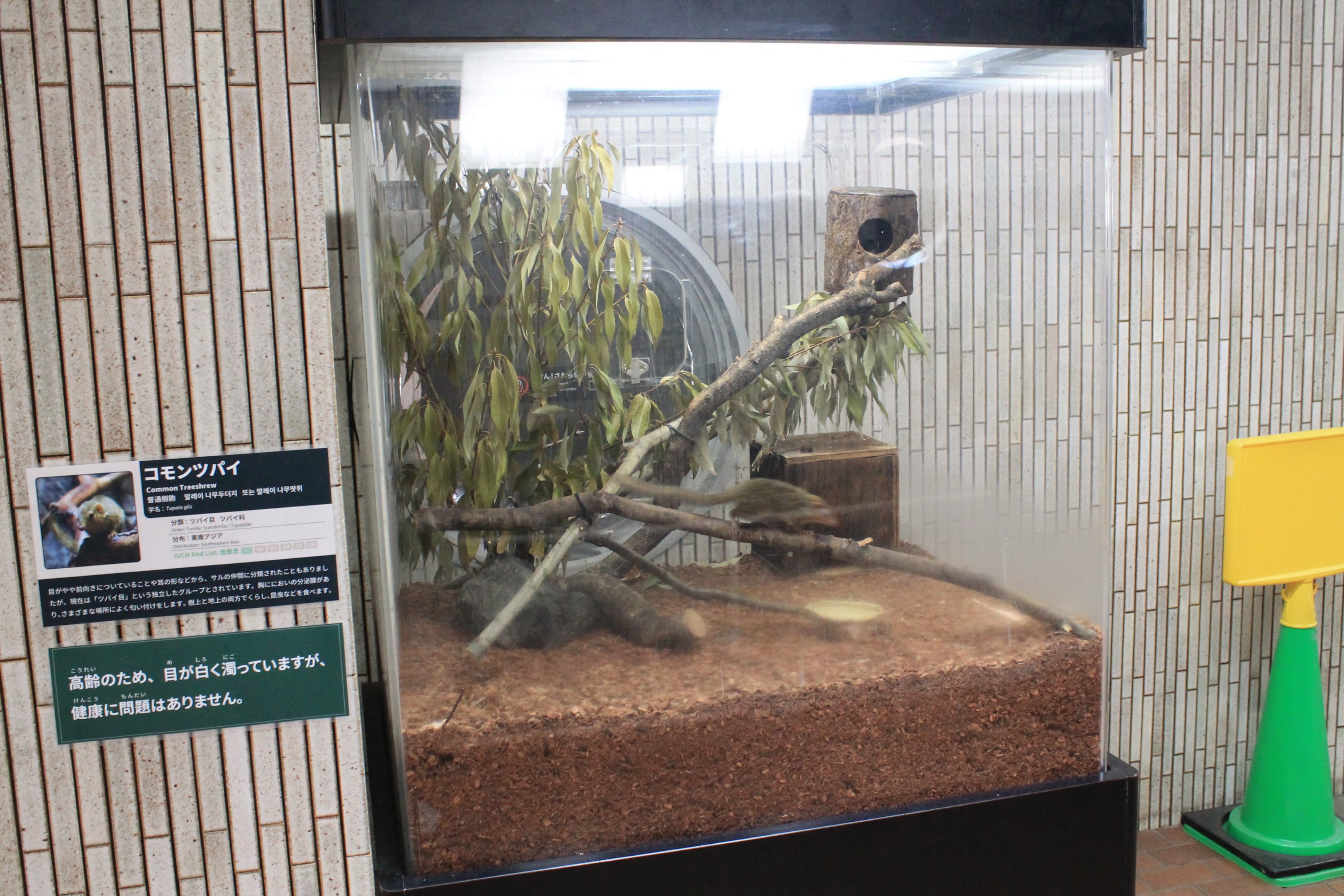 Common Tree Shrew box