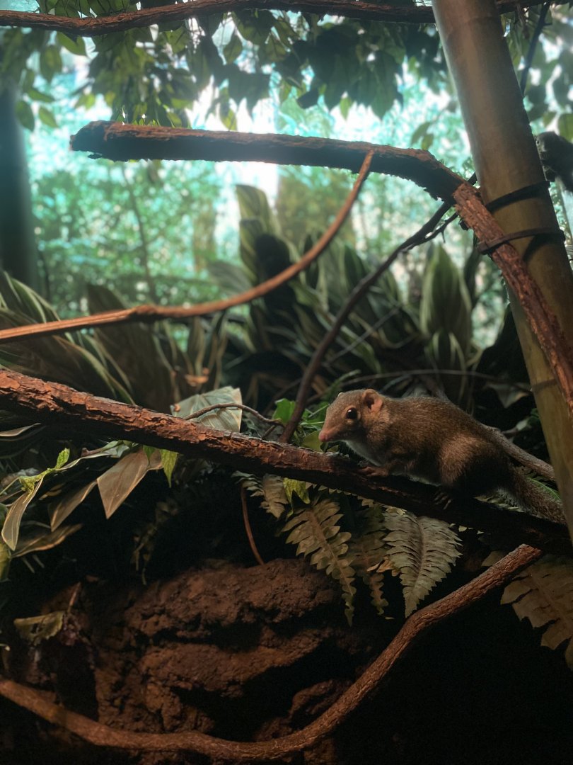 Common Tree Shrew Pair - Bronx Zoo