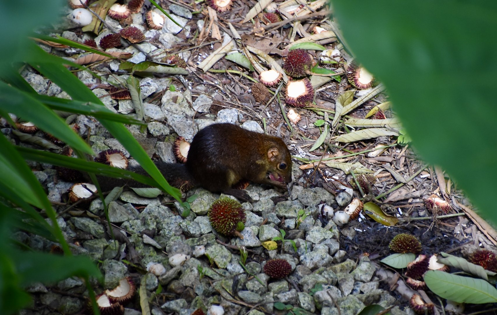 Common Tree Shrew (Tupaia glis) - wild