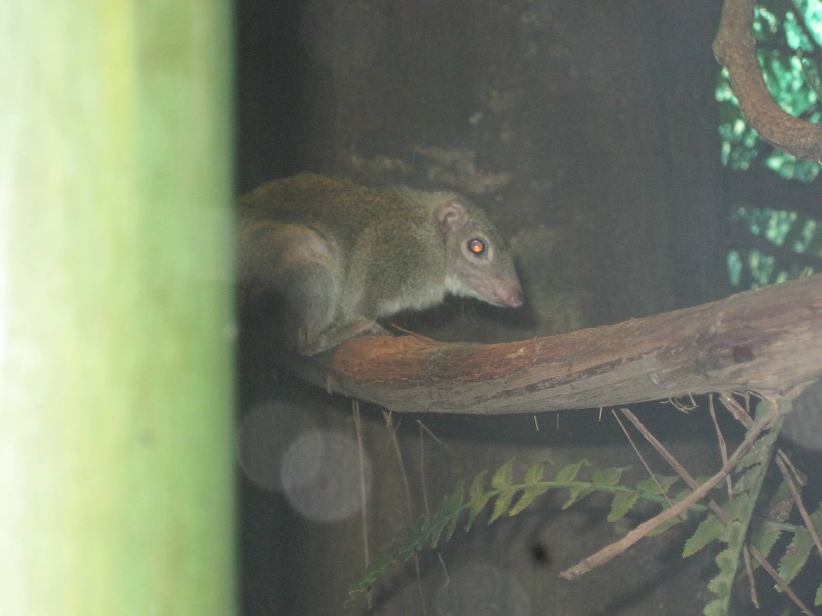 Common Tree Shrew