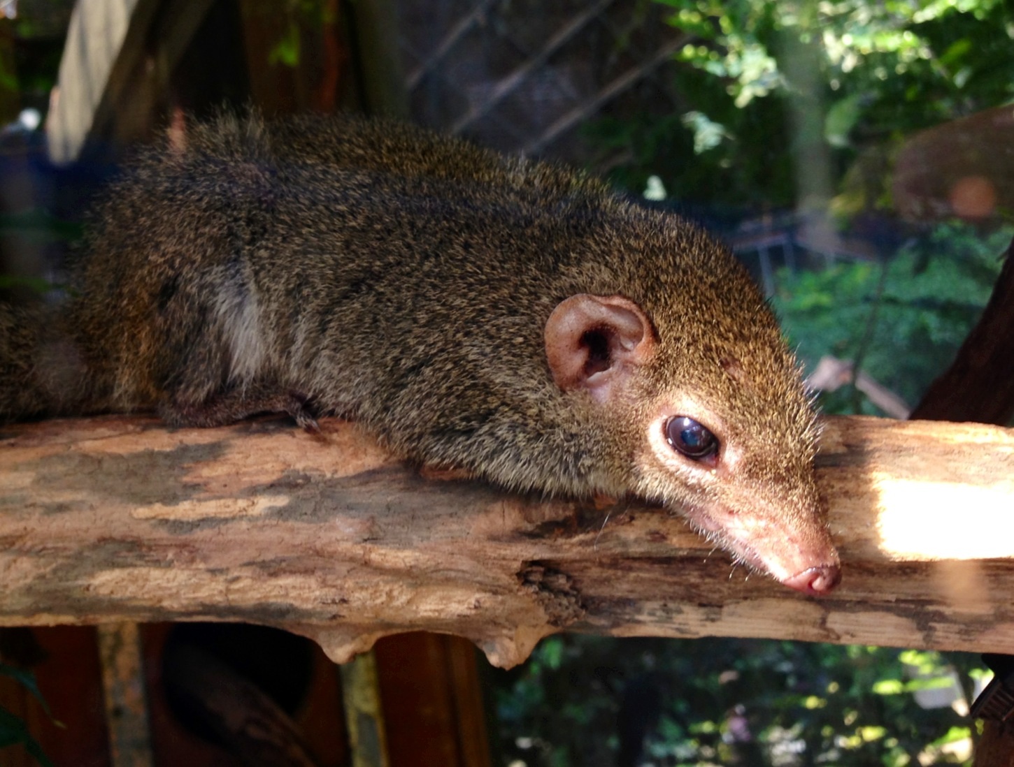 Common Tree Shrew