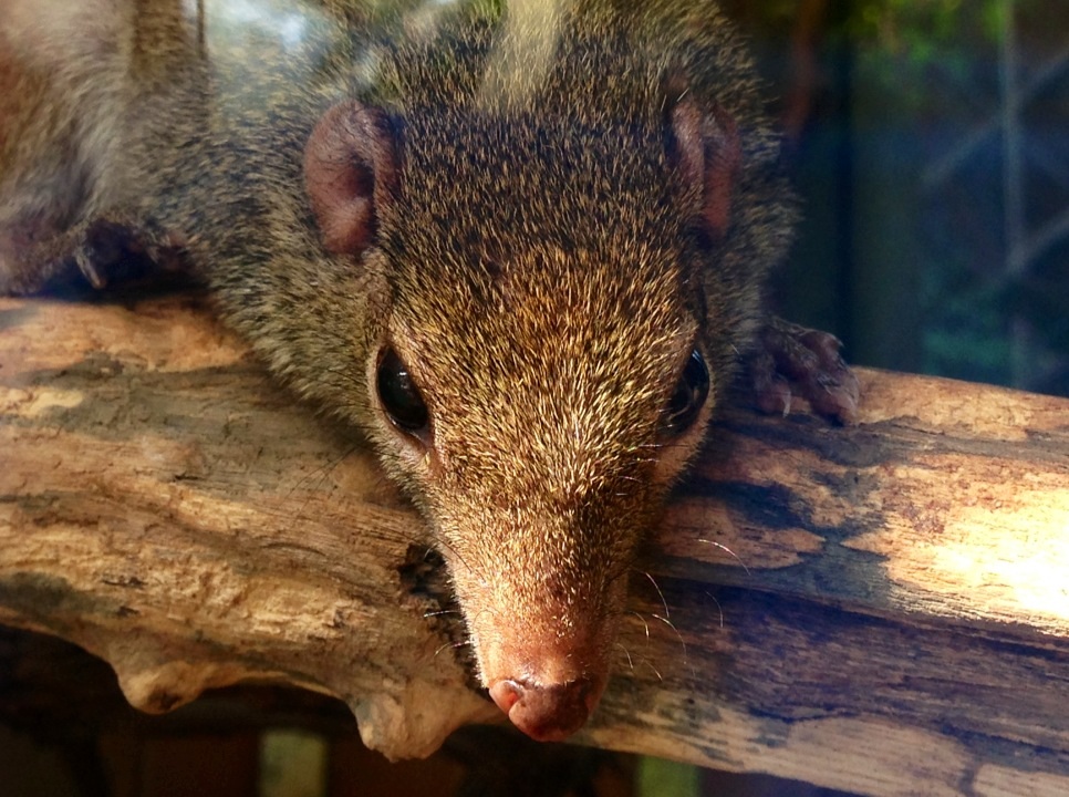 Common Tree Shrew