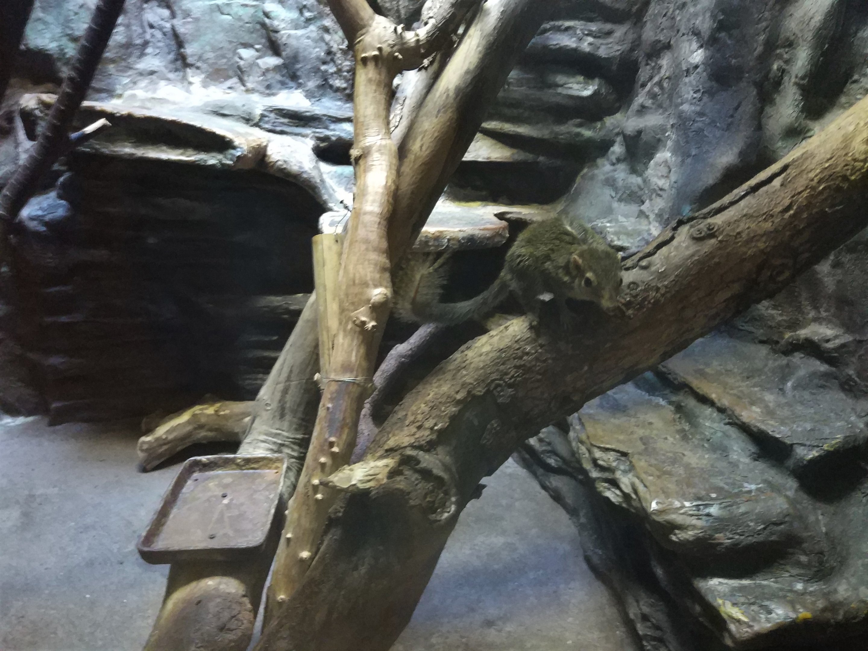 Common Tree Shrew