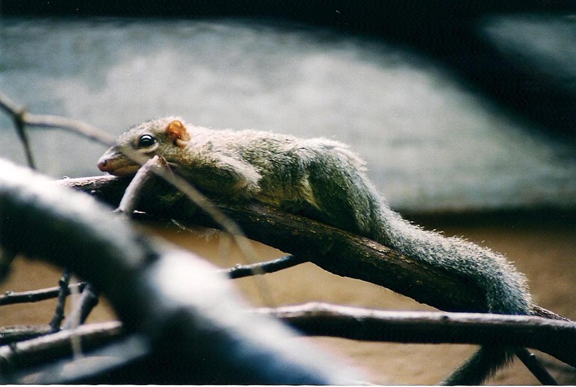 Common Tree Shrew