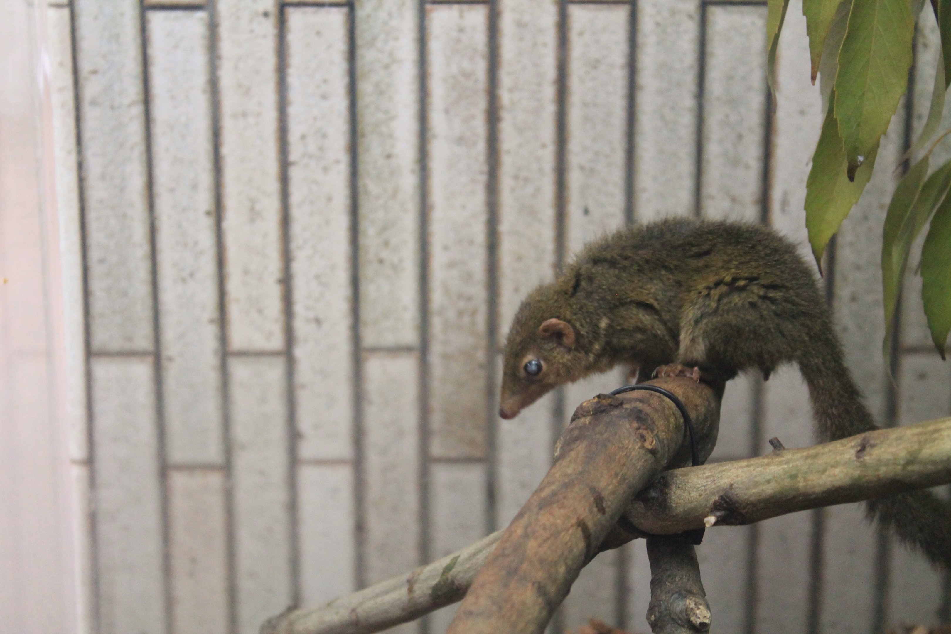Common Tree Shrew