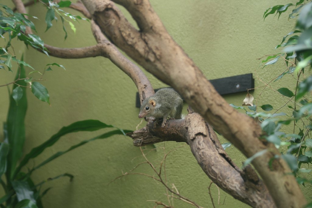 Common Tree Shrew