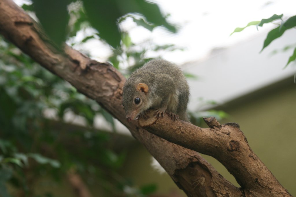Common Tree Shrew