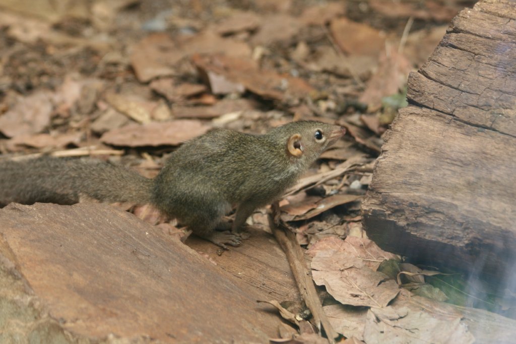 Common Tree Shrew
