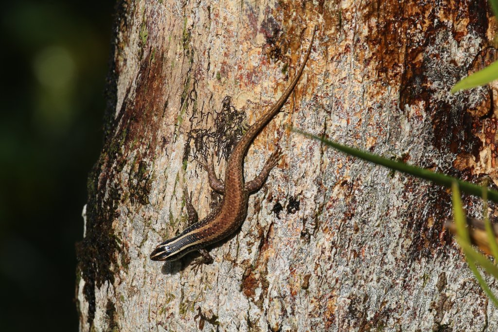 Common Tree Skink