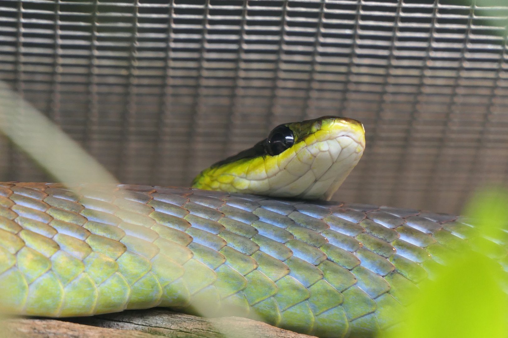 Common Tree Snake (Dendrelaphis punctulatus)