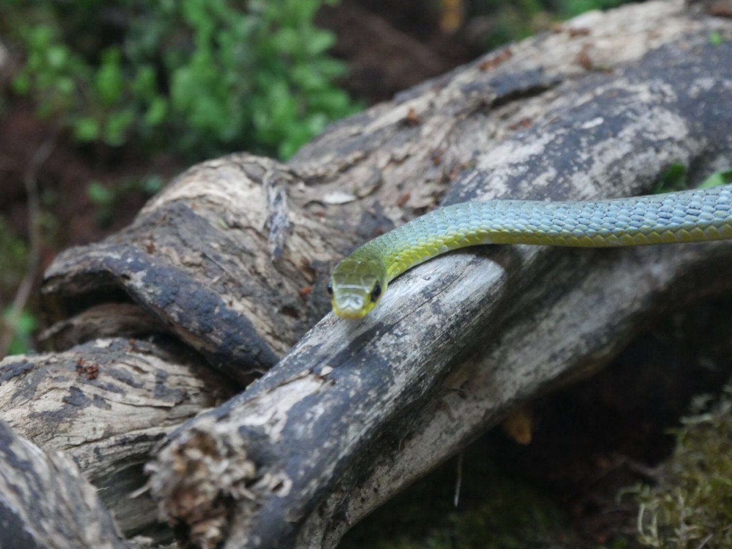 Common Tree Snake