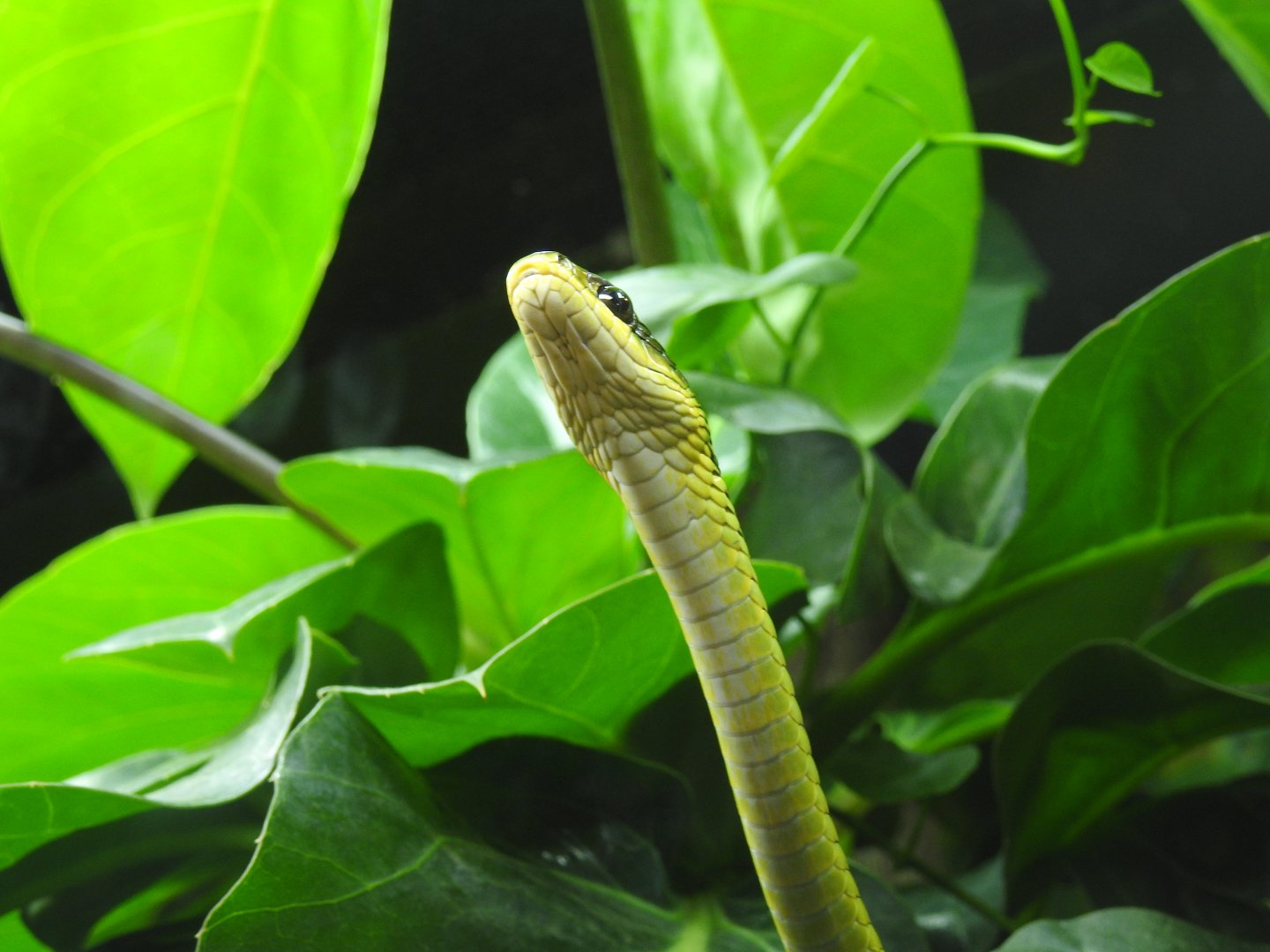 Common Tree-Snake
