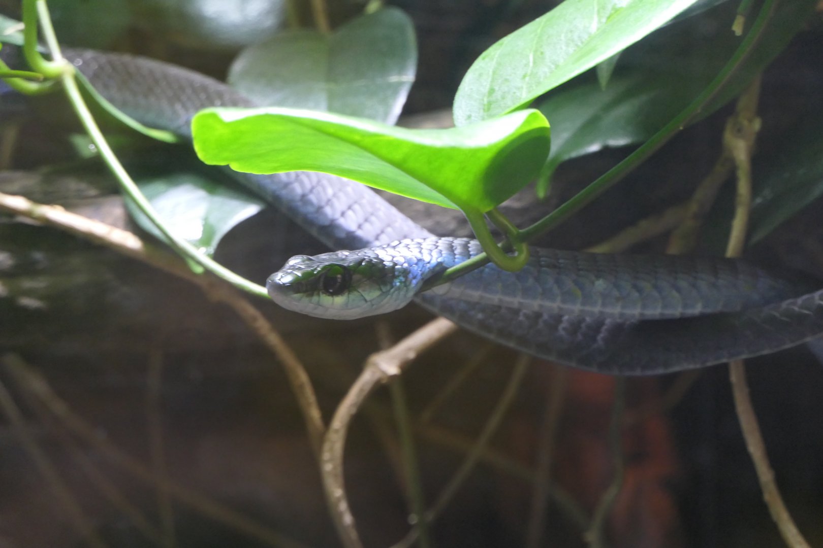 Common Tree Snake