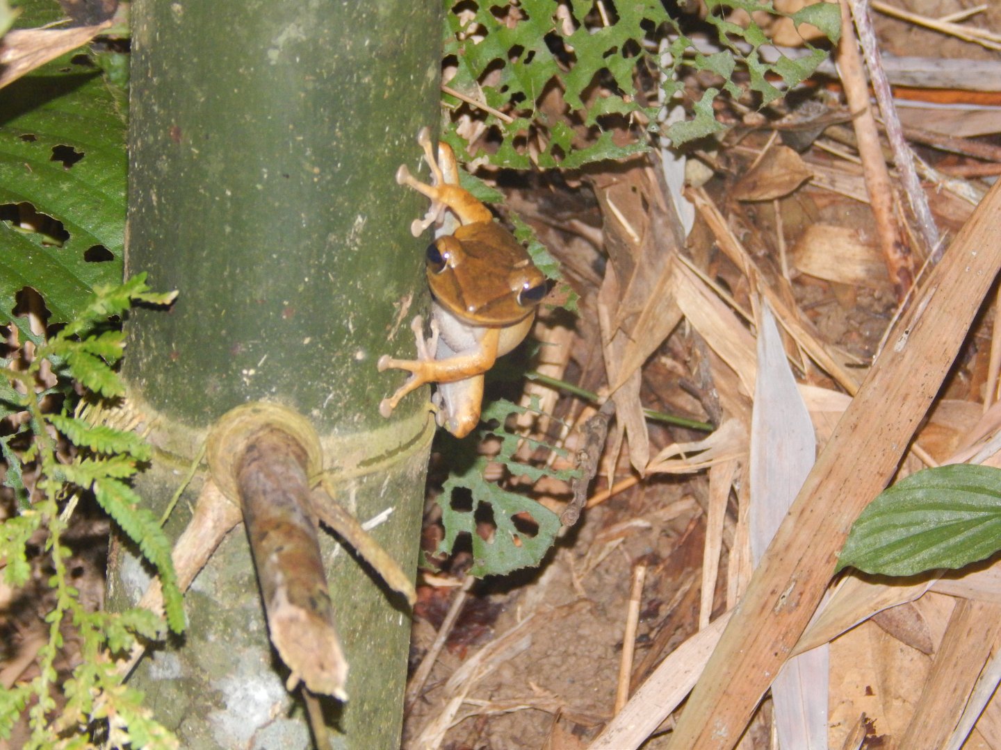 Common Treefrog (Polypedates leucomystax)