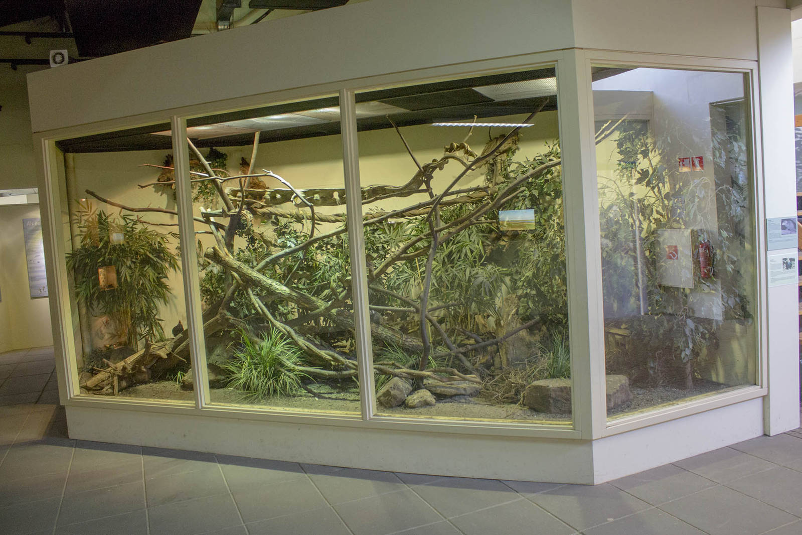 Common treeshrew exhibit (May 23th, 2015)