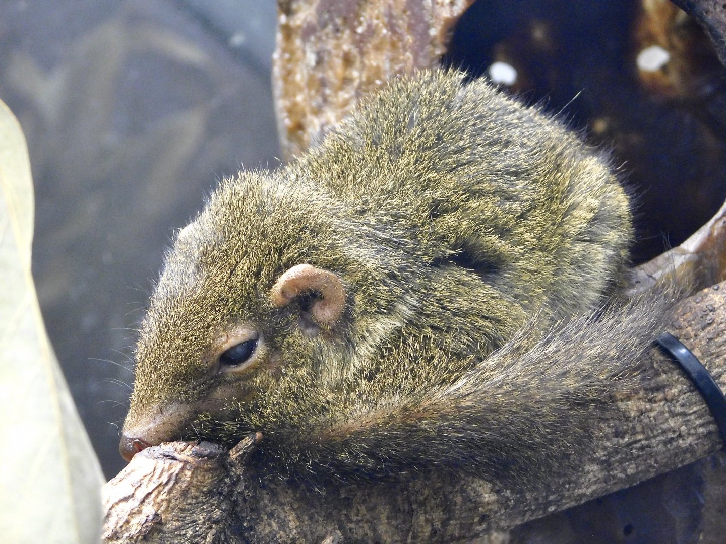 Common Treeshrew (Tupaia glis) March 15, 2025
