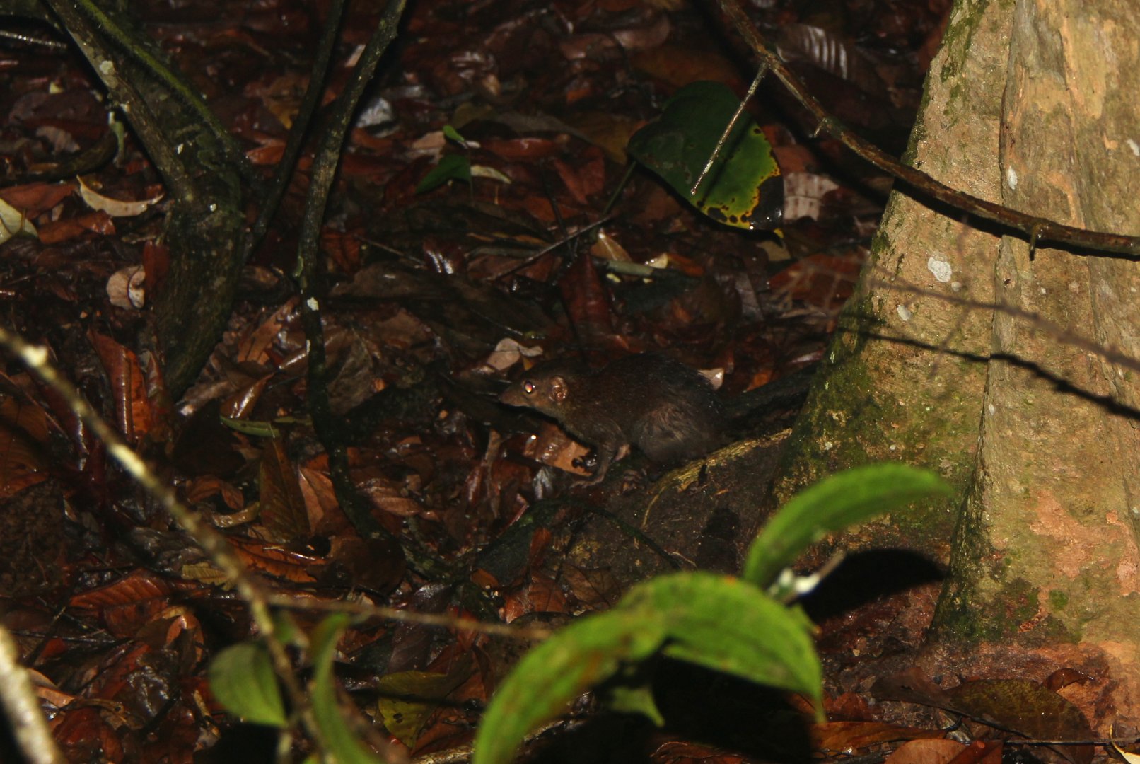 common treeshrew (Tupaia glis)