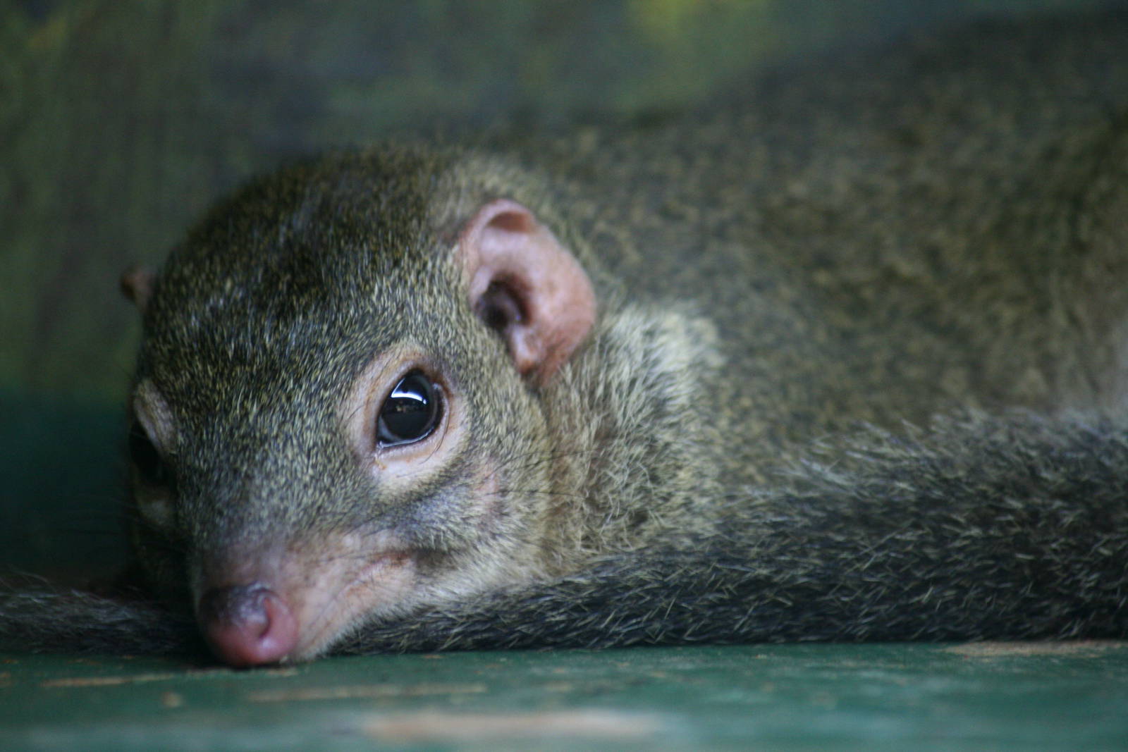 Common treeshrew