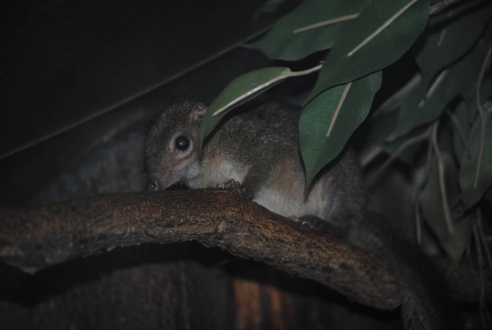 Common Treeshrew