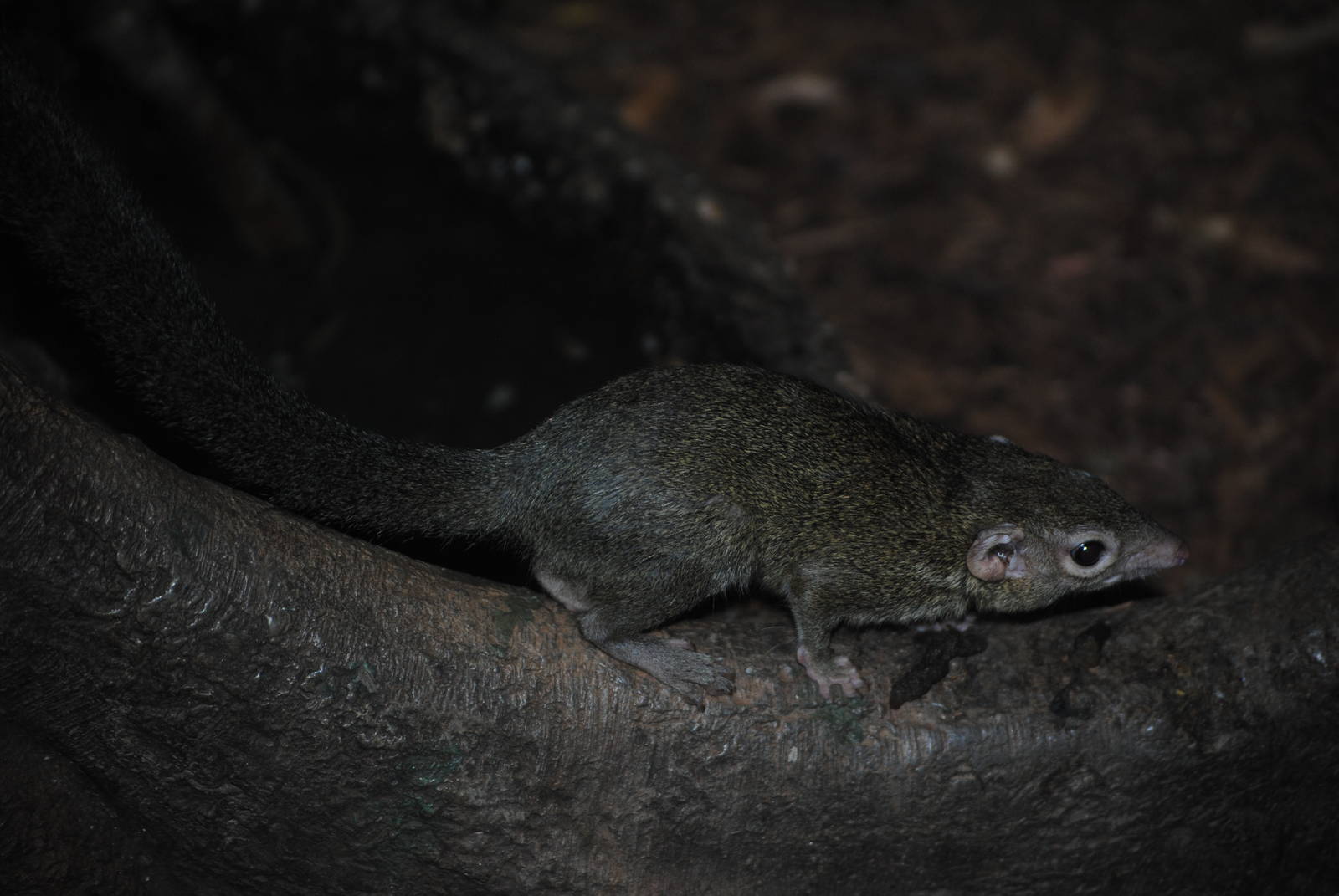 Common Treeshrew