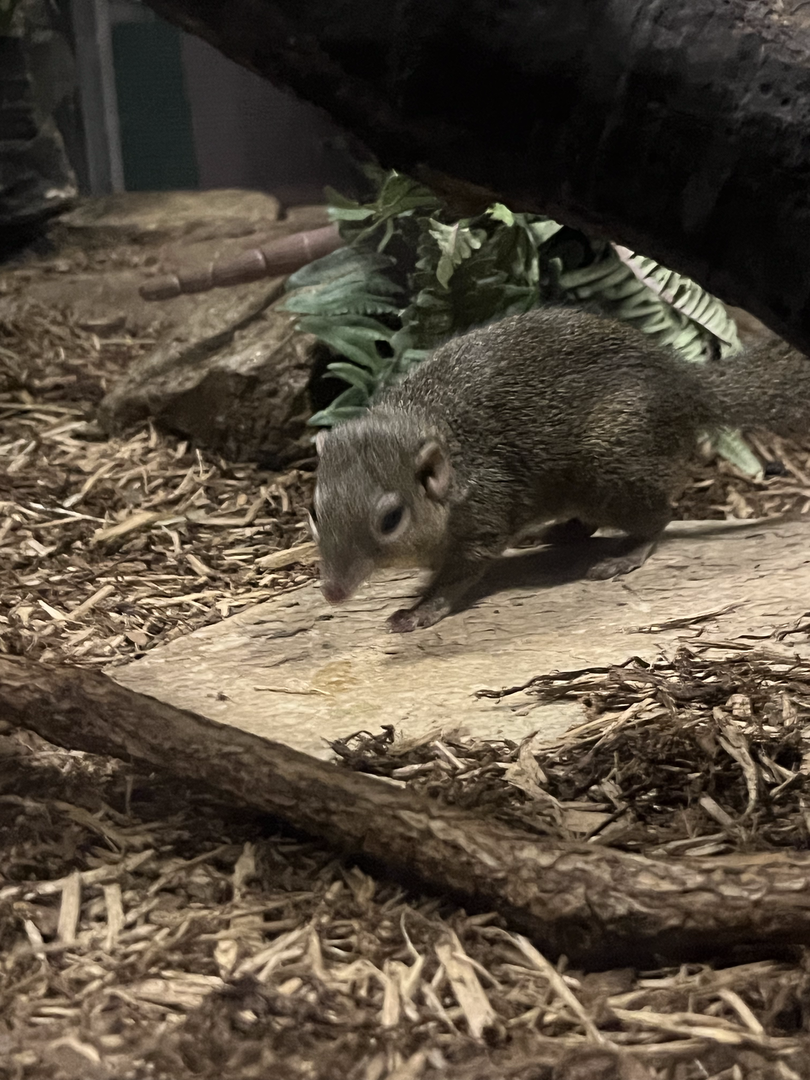 Common treeshrew