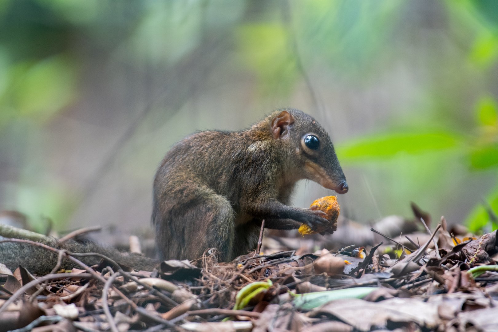 Common Treeshrew