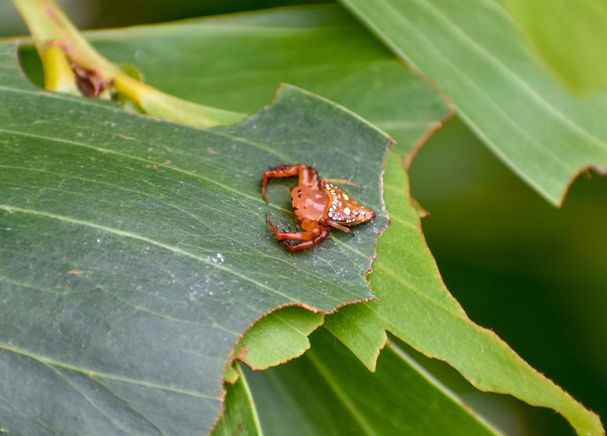 Common Triangular Spider