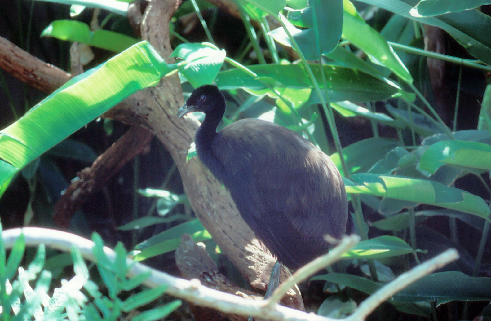 Common Trumpeter - 1987